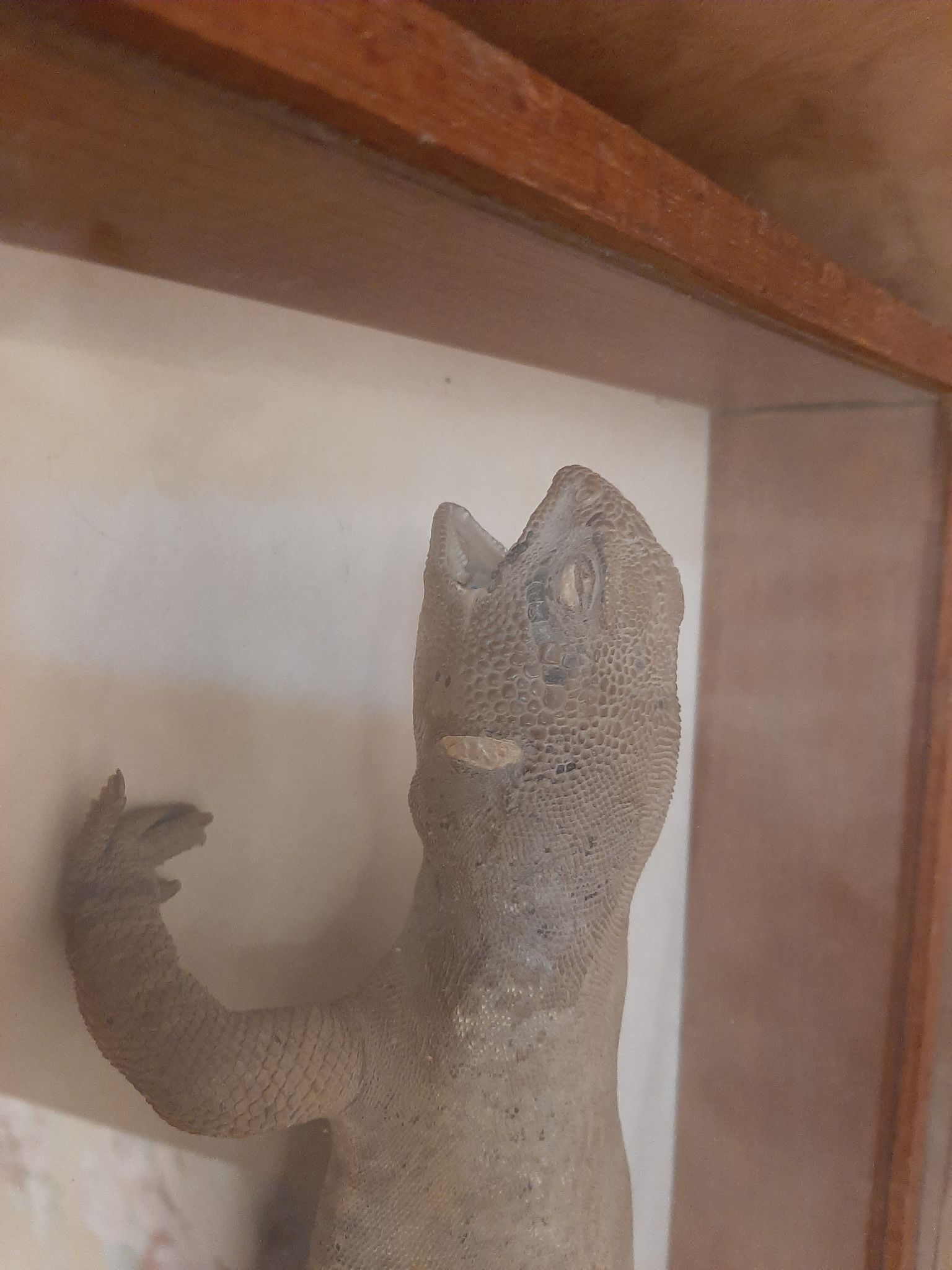 naturalized tail-whip lizard
