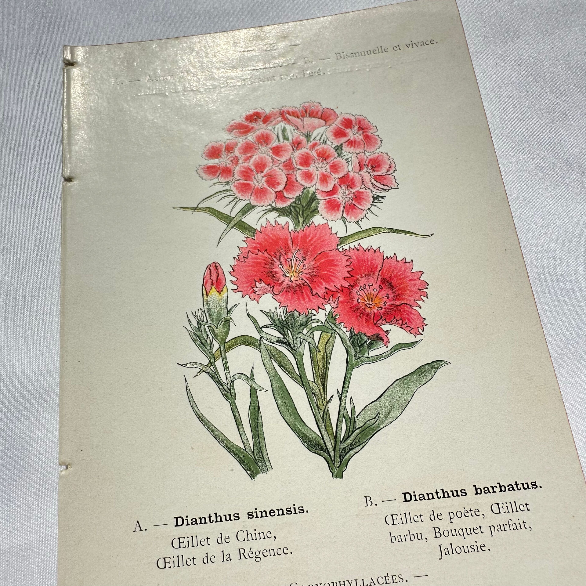 Botanical engraving naturalist work 1800 scientific publication