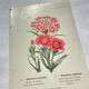 Botanical engraving naturalist work 1800 scientific publication