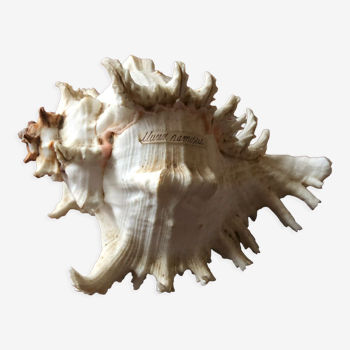 Shell Murex Ramosus - cabinet of curiosities