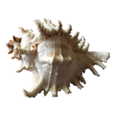 Coquillage Murex Ramosus - cabinet de curiosités