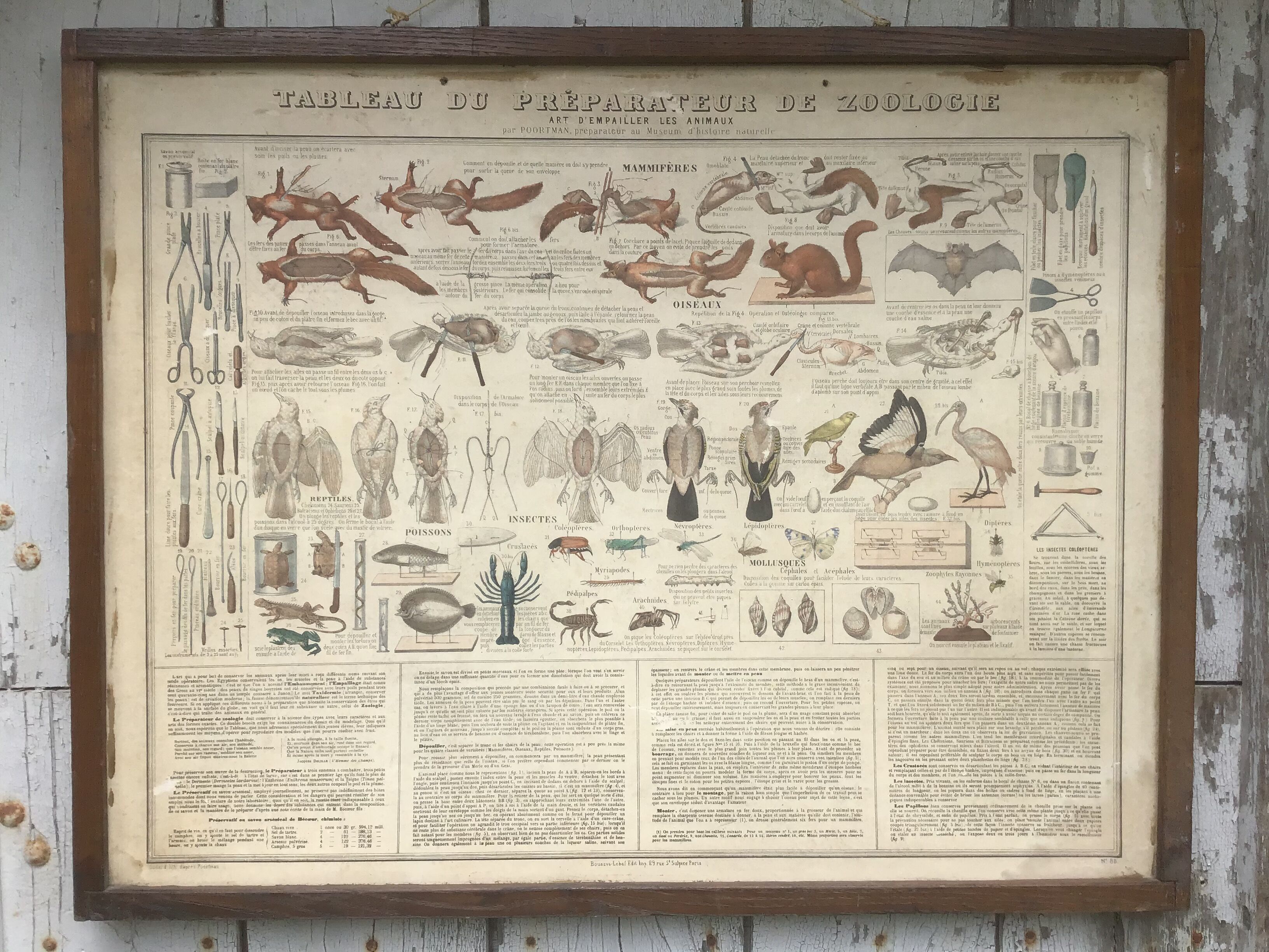 Bouasse-Lebel educational plank at the end of the 19th century Table of the Zoology Preparer Art to stuff