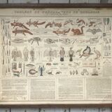 Bouasse-Lebel educational plank at the end of the 19th century Table of the Zoology Preparer Art to stuff