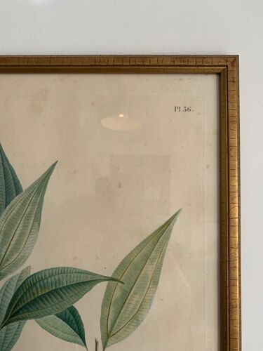 Vintage botanical boards frames