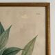 Vintage botanical boards frames