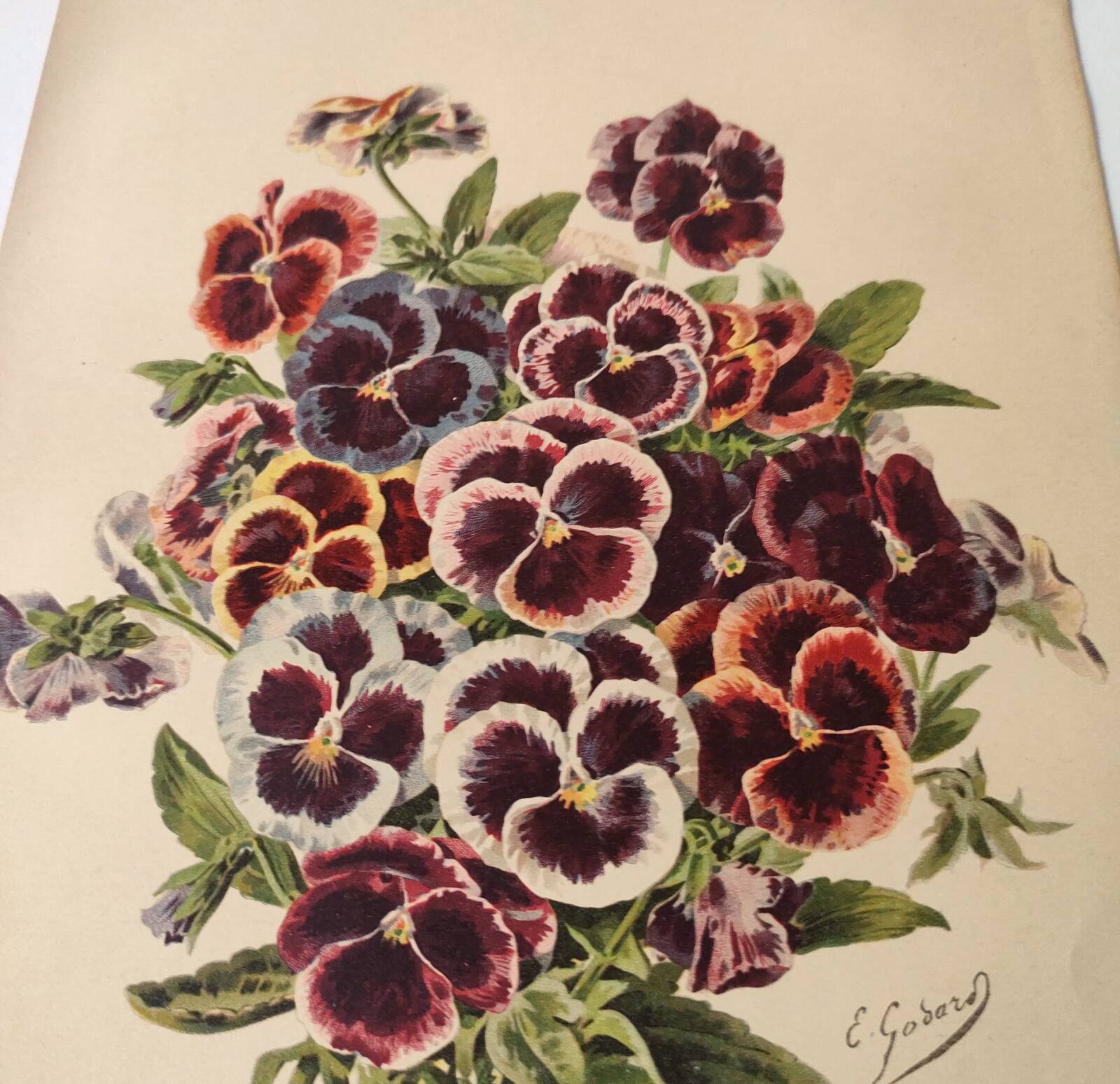 Botanical engraving from 1897 - Large-spotted pansy - Old flower plate by E.Godard