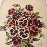Botanical engraving from 1897 - Large-spotted pansy - Old flower plate by E.Godard