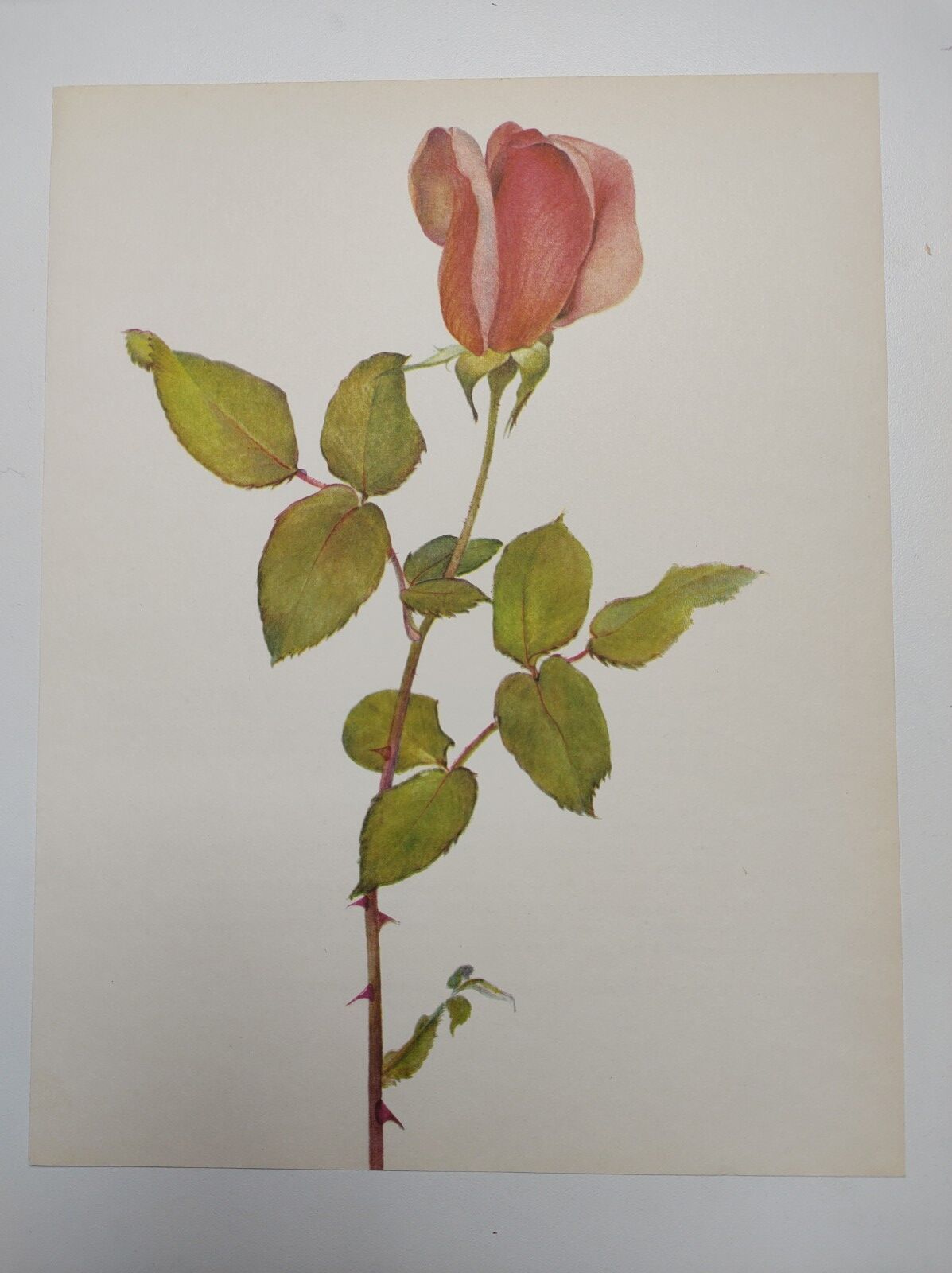 Rose Botanical Board - Original Vintage from 1968 - Betty Uprichard🌹
