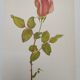 Rose Botanical Board - Original Vintage from 1968 - Betty Uprichard🌹
