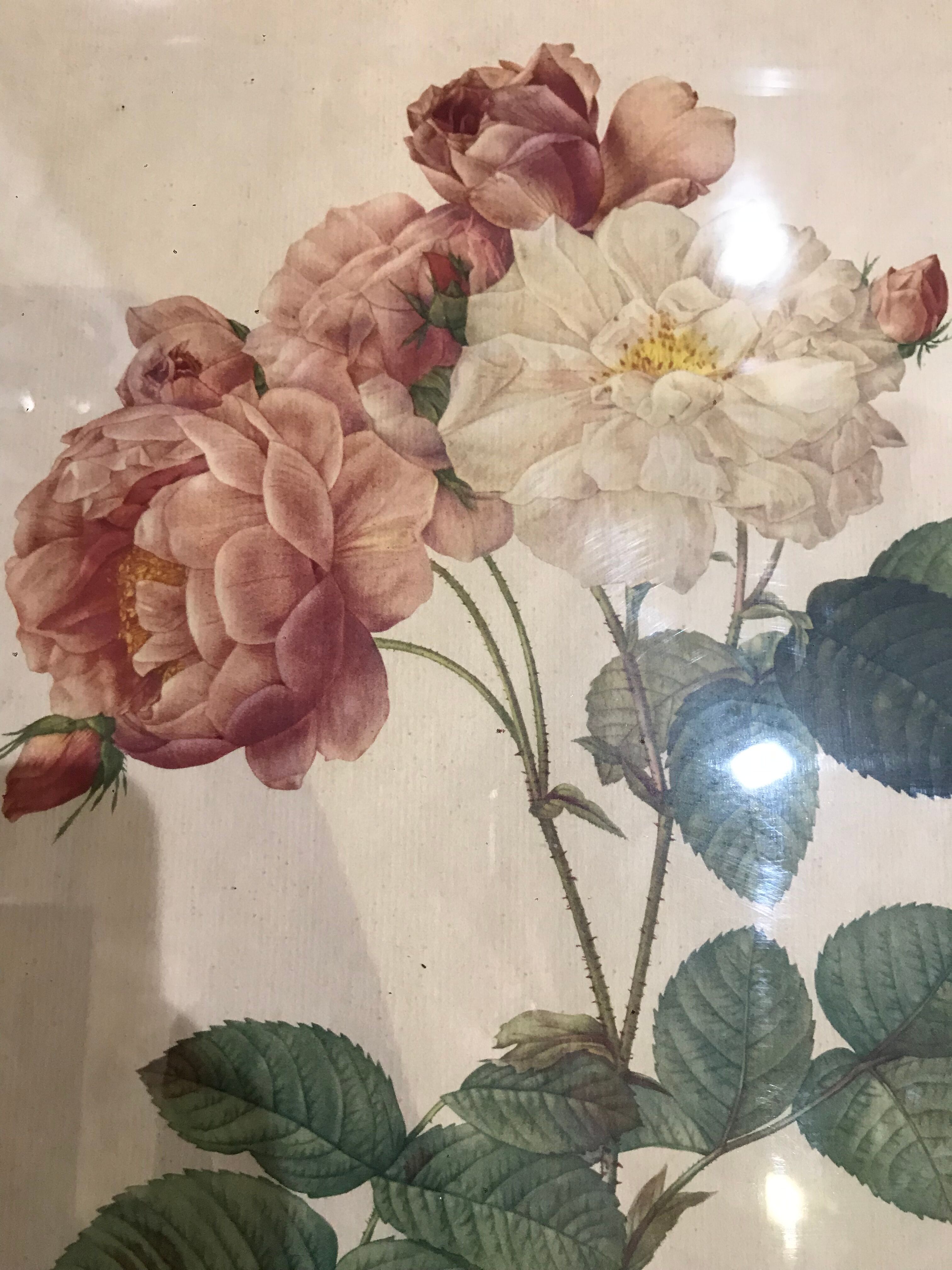 Rosa botanical illustration