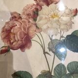 Rosa botanical illustration
