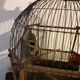 Old bird cage