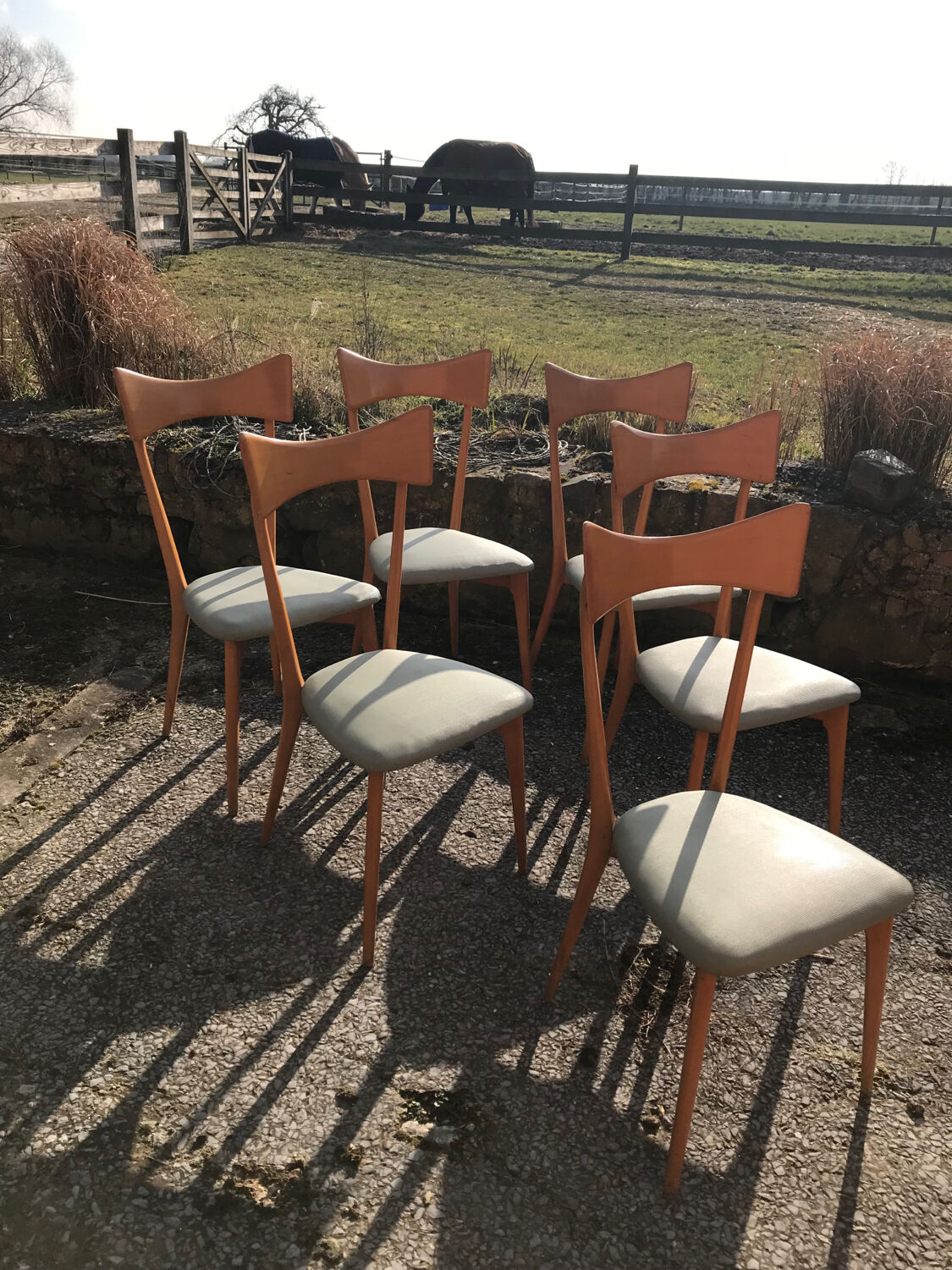 Set of six Ico Parisi chairs
