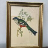 Ornithological engraving golden frame bird