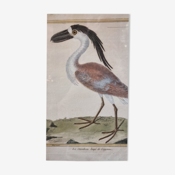 Framed antique bird engraving