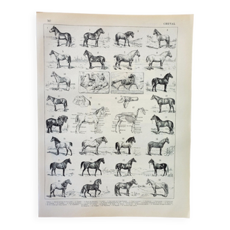 Engraving • Horses, breed, anatomy, racing • Original and vintage poster from 1898