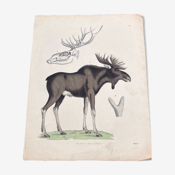 Poster (lithograph) moose or caribou