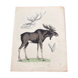 Affiche (lithographie) élan ou caribou