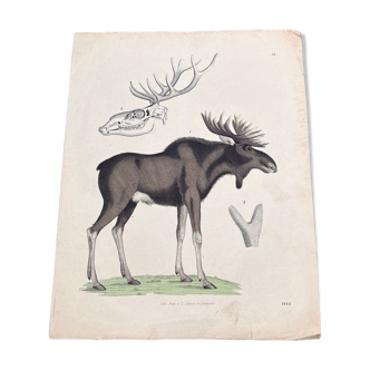 Poster (lithograph) moose or caribou