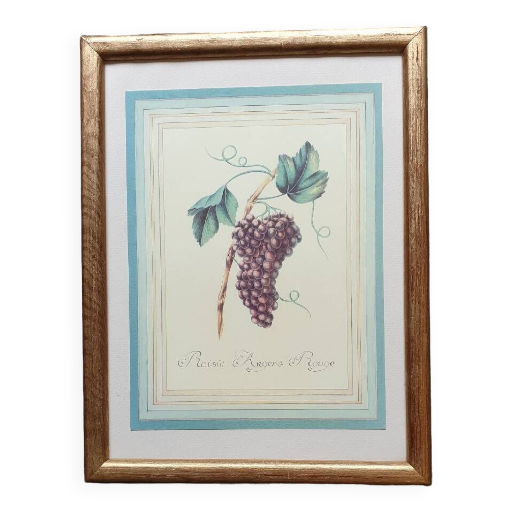 Planche botanique raisin d'Angers