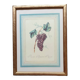 Planche botanique raisin d'Angers