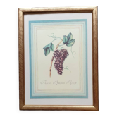 Planche botanique raisin d'Angers