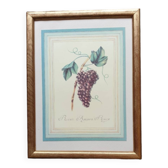 Planche botanique raisin d'Angers