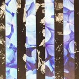 Fleurs bleues 3