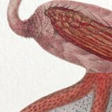 Chimera lithograph animal engraving - the pink flamoulpe