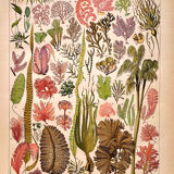 Lithographie Planche algues 1897