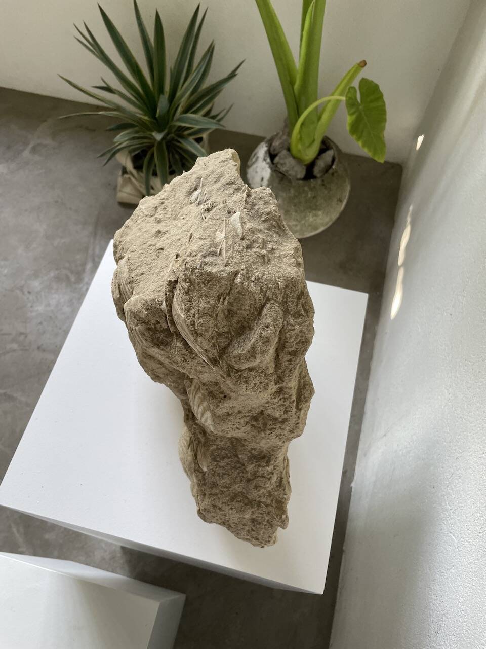 Fossil sedimentary rock and shell