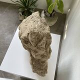 Fossil sedimentary rock and shell