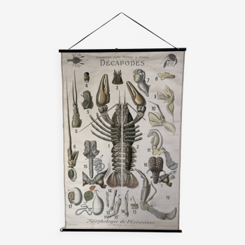 Large poster on Crayfish