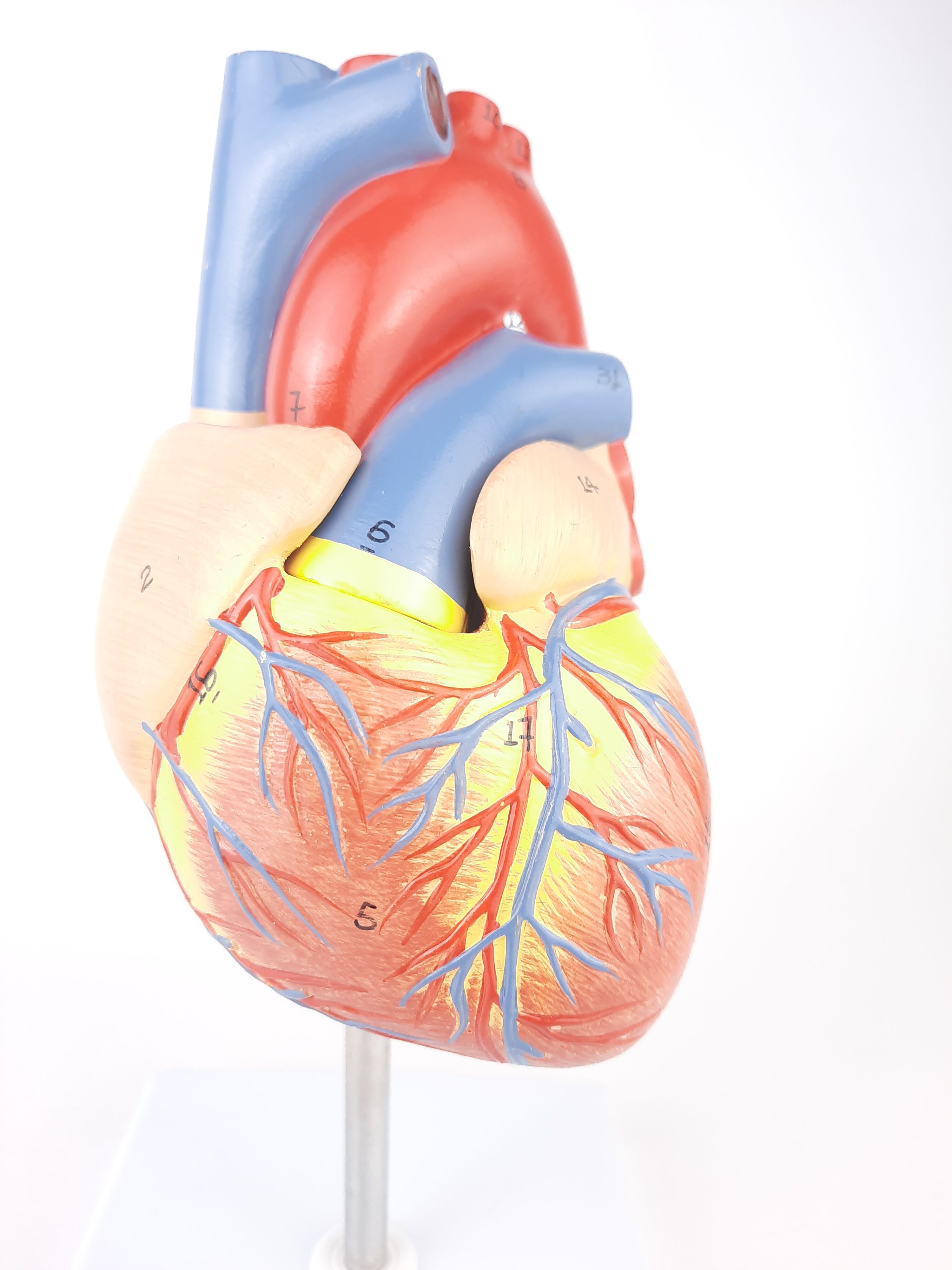Vintage human heart anatomical model