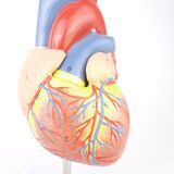 Vintage human heart anatomical model