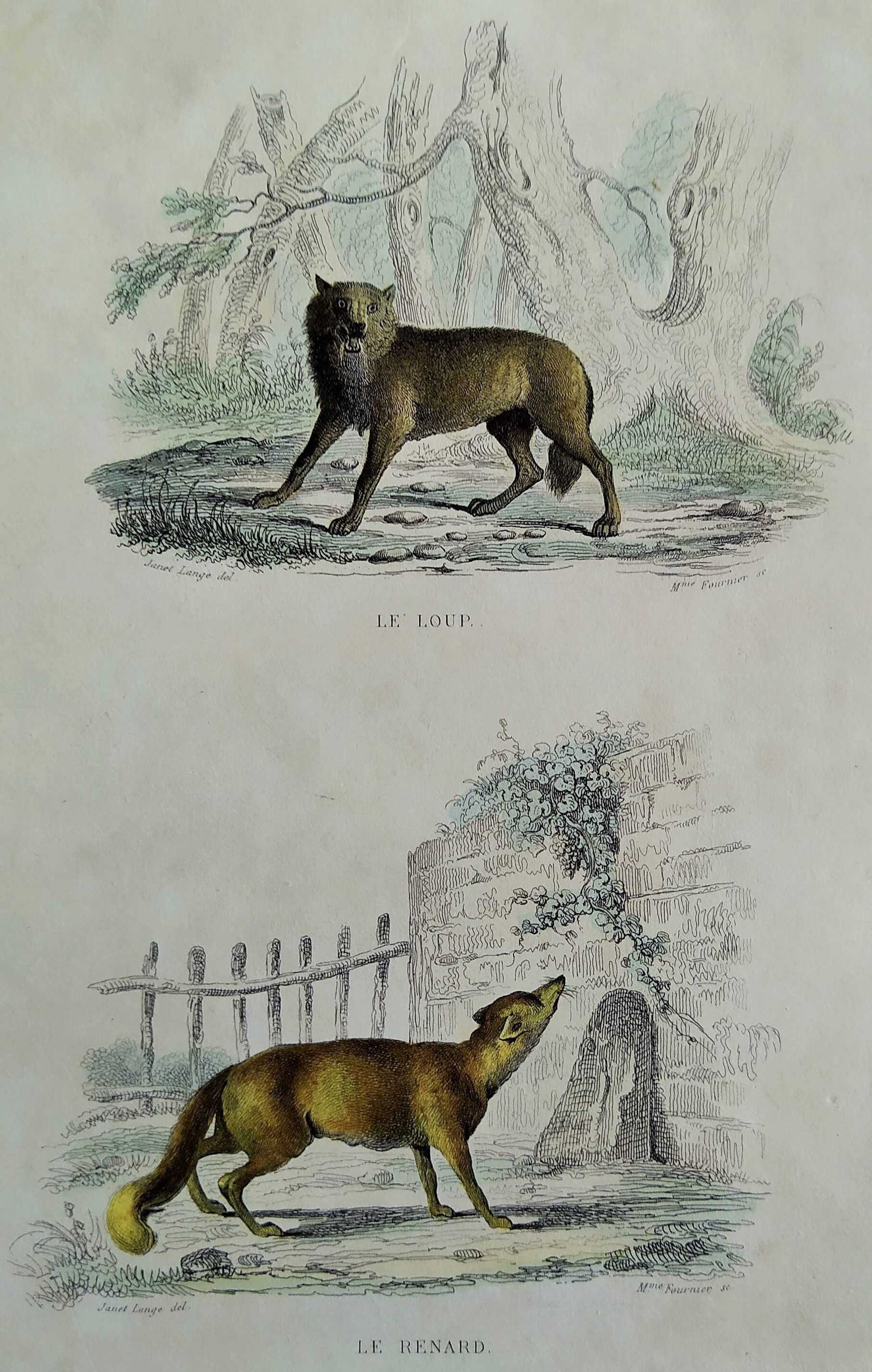 Planche zoologique originale " Loup - Renard " Buffon 1840