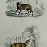 Planche zoologique originale " Loup - Renard " Buffon 1840