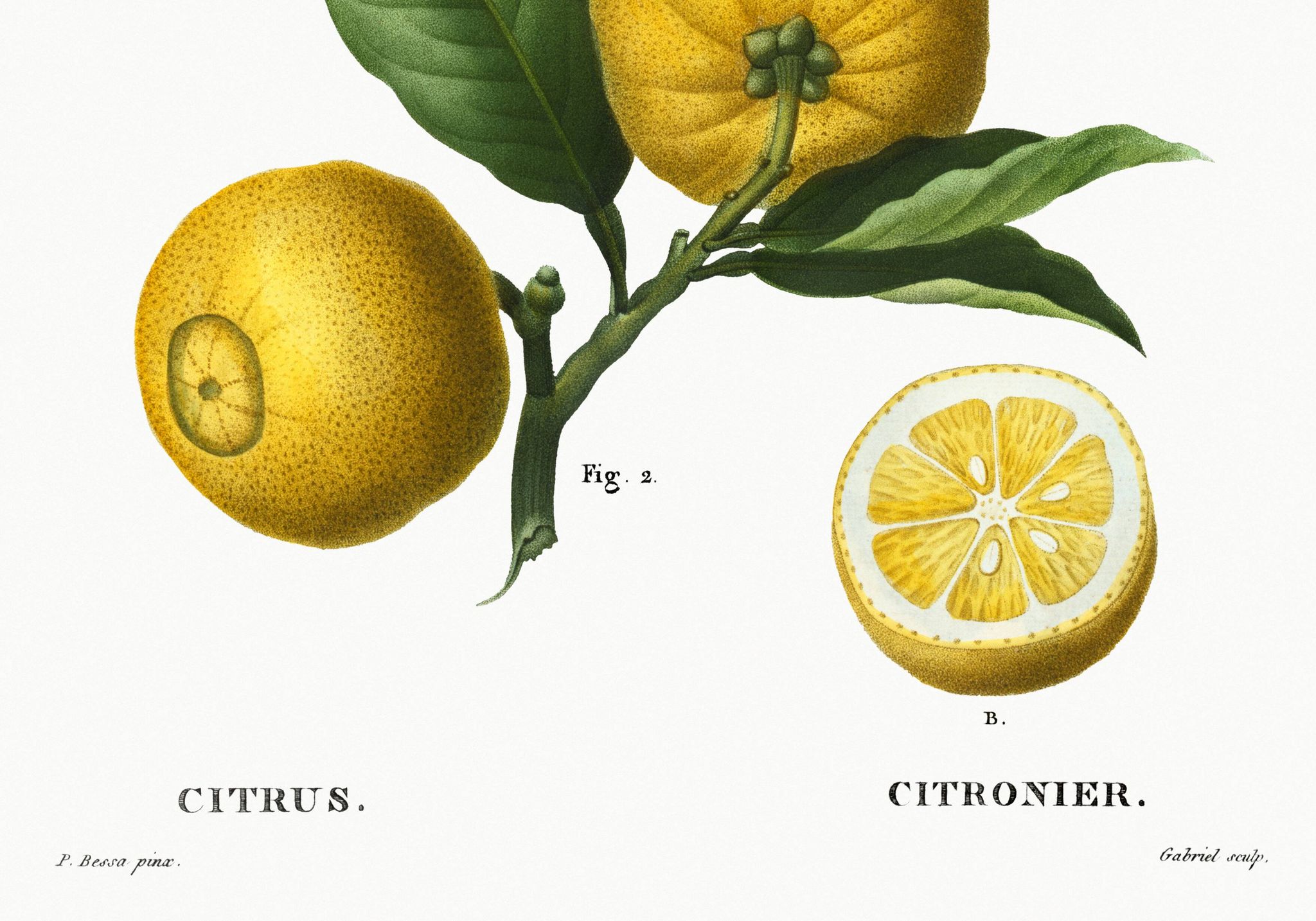 Affiche sur "citronnier", d’après une gravure ancienne de 1802