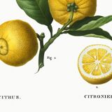 Poster on a "lemon tree", after an old engraving from 1802