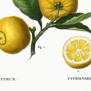Affiche sur "citronnier", d’après une gravure ancienne de 1802