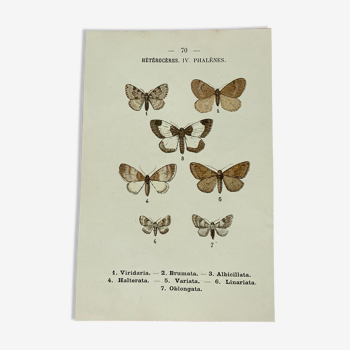 Planche botanique vintage gravure papillon ancienne 1903 double face G. Denise