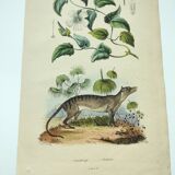 Old engraving from 1838 -Tasmanian Tiger- Hand-colored plate of animal and plant
