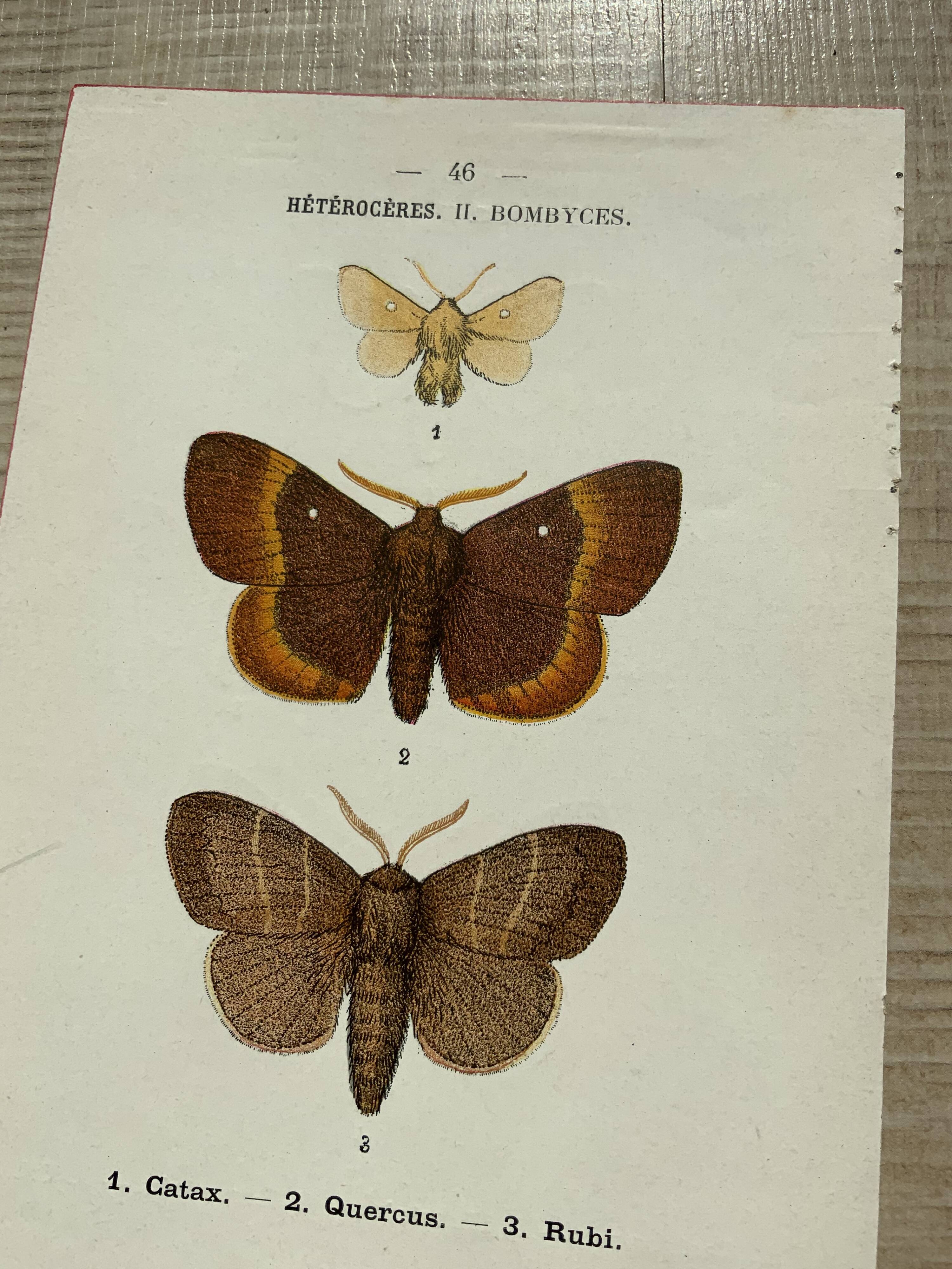 Vintage botanical plate antique butterfly engraving 1903 double-sided G. Denise
