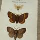 Vintage botanical plate antique butterfly engraving 1903 double-sided G. Denise