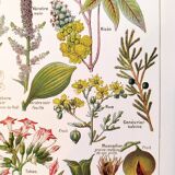 Poster about dangerous plants "poppy", based on a 1920 lithograph