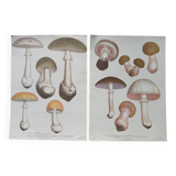 Set of 2 botanical posters - mushrooms