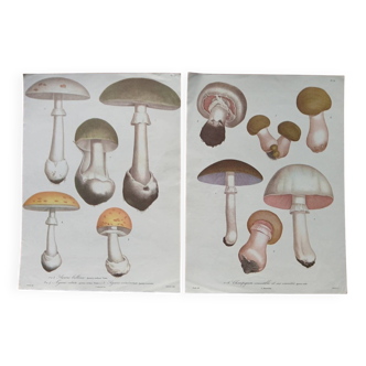 Set of 2 botanical posters - mushrooms