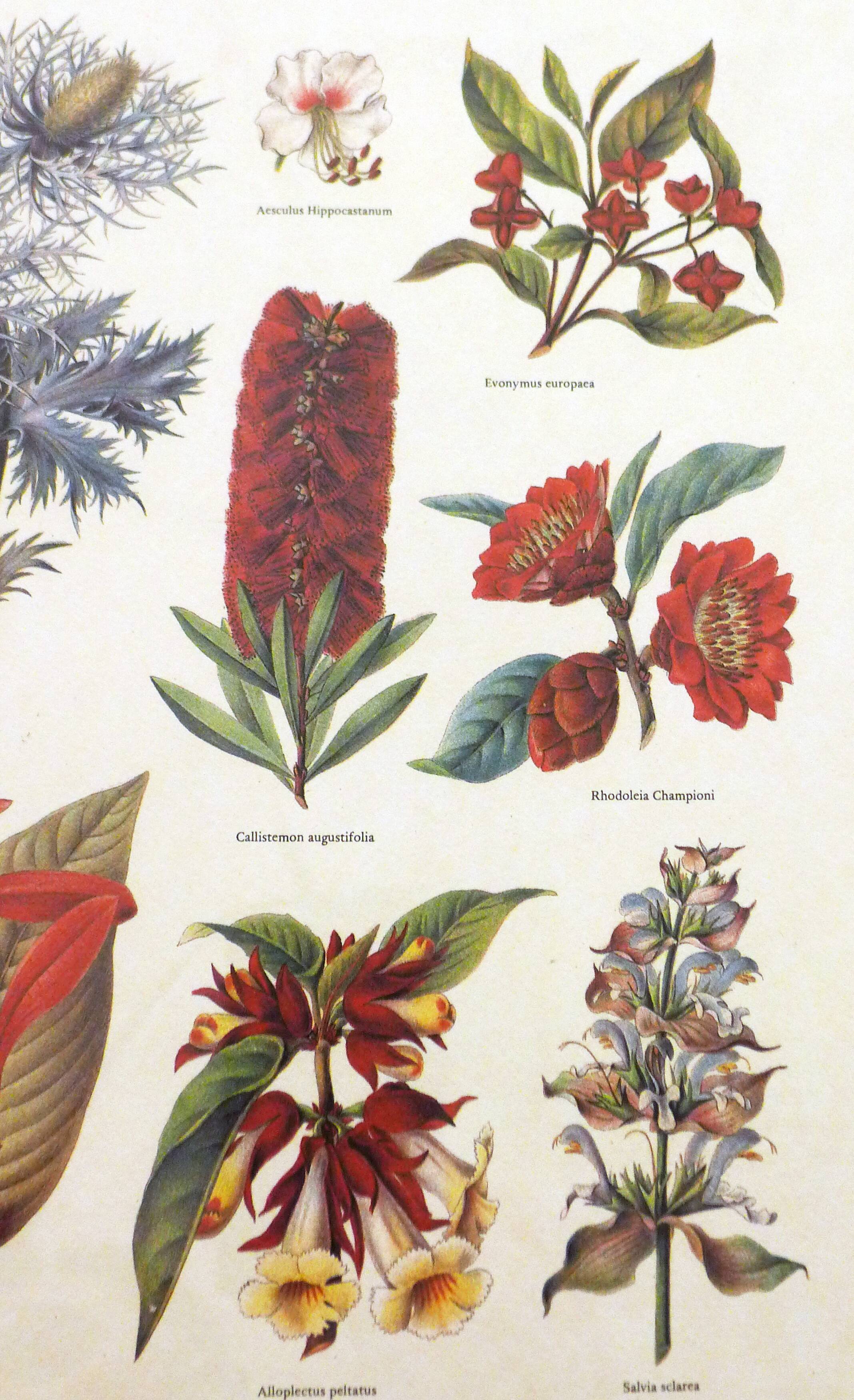 Framed Wildflower Botanical Plate