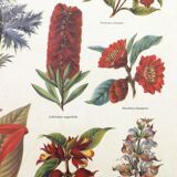 Framed Wildflower Botanical Plate