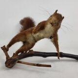 Stuffed and stuffed squirrel Taxidermy